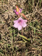 Watsonia laccata, photograph author not stated, no rights reserved