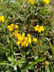 Hippocrepis