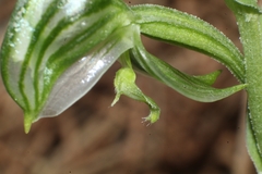 Pterostylis vittata