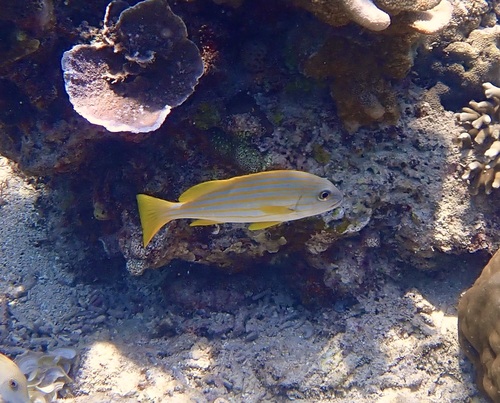 Plectorhinchus chrysotaenia observed 2026-09-22