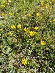 Hippocrepis