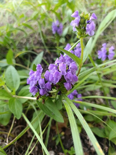 Prunella grandiflora, photograph 3