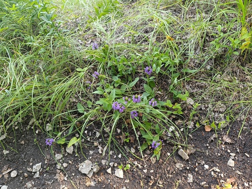 Prunella grandiflora, photograph 1