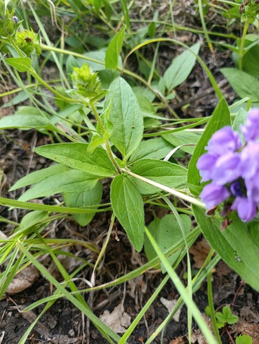 Prunella grandiflora, photograph 4