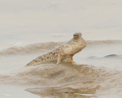 Gold-spotted Mudskipper