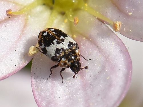 Bird Nest Carpet Beetle, photo 2 of 10