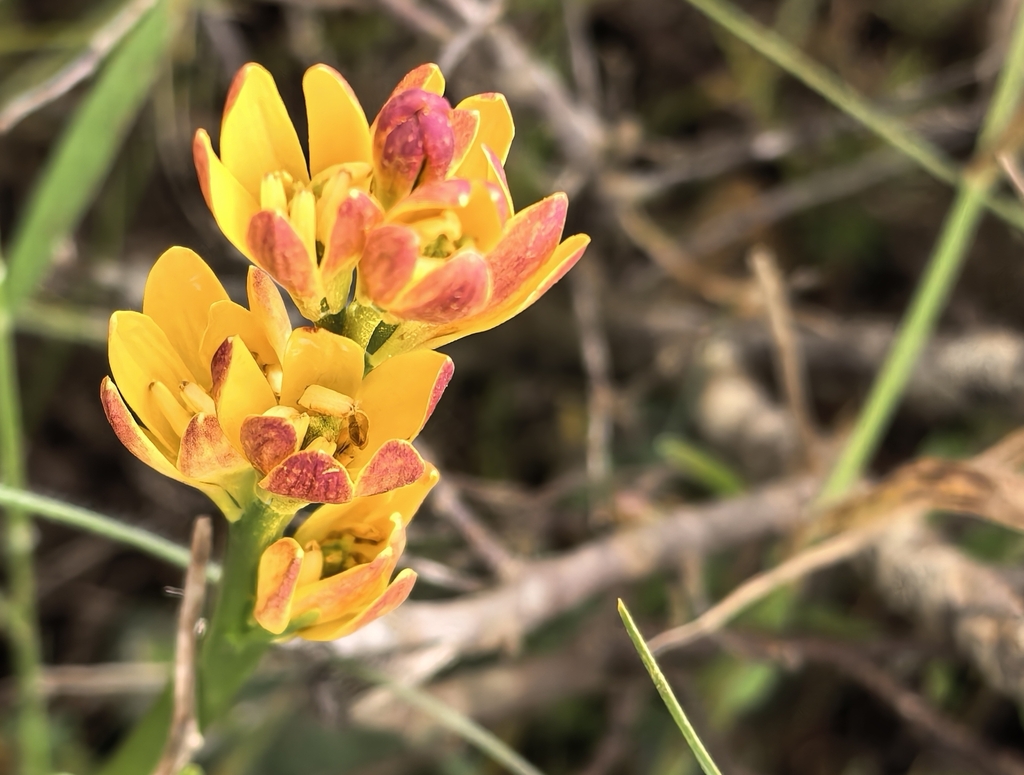 Baeometra uniflora; photograph author not stated, no rights reserved