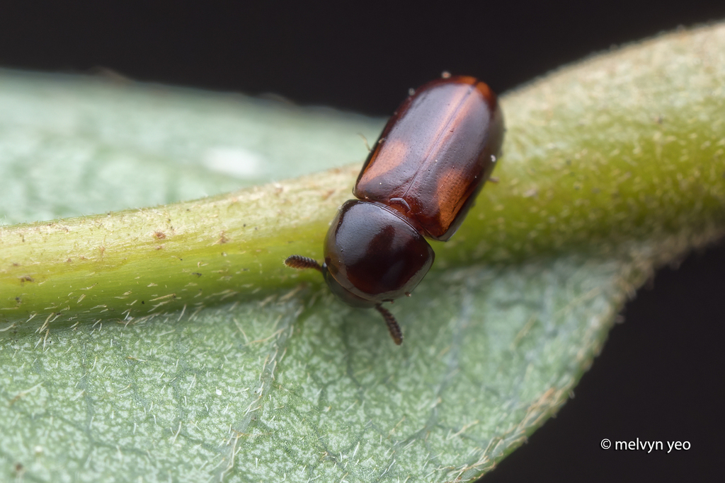 Corticeus triplehorni