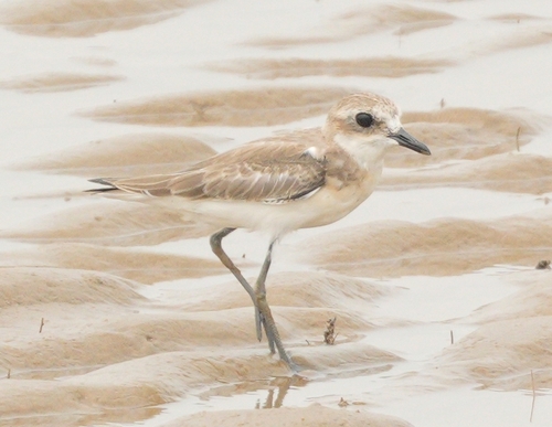Tibetan Sand-Plover
