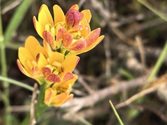 author not stated, no rights reserved Baeometra uniflora, photograph author not stated, no rights reserved