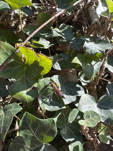 Yellow-legged Mud-dauber Wasp