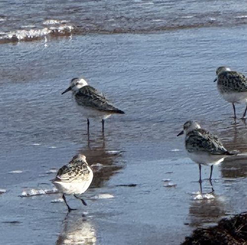 Sanderling