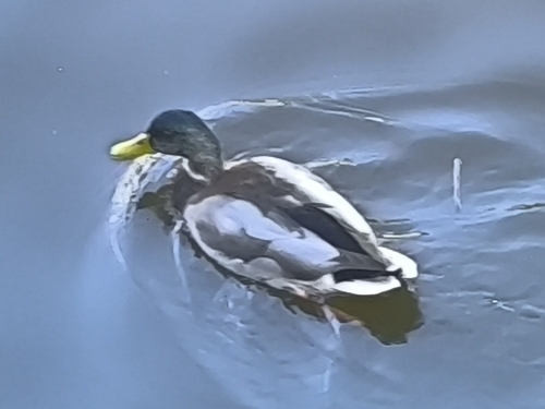 Mallard
