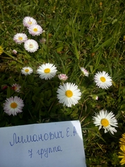 Bellis perennis