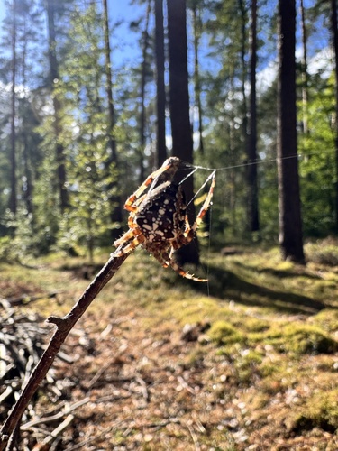 Cross Orbweaver