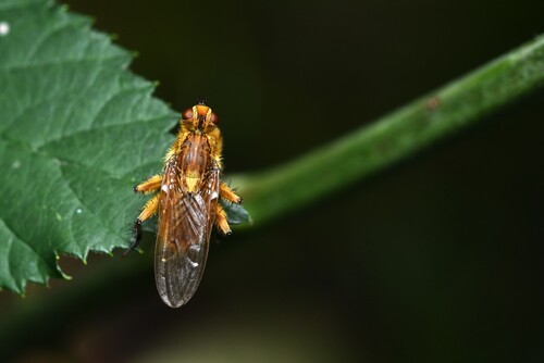 Golden Dung Fly