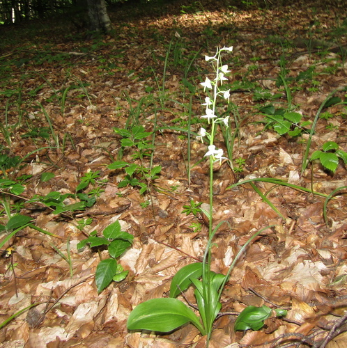 Platanthera bifolia