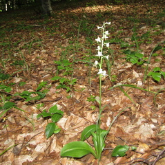 Platanthera bifolia