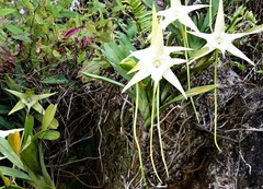 Angraecum sesquipedale
