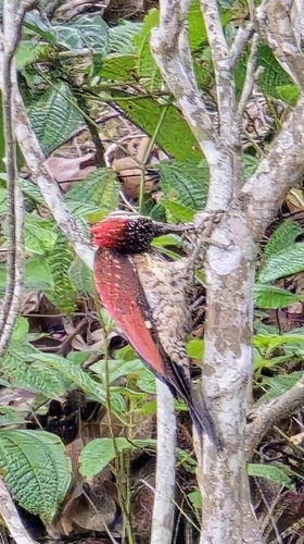 Red-backed Flameback