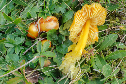Golden Waxcap