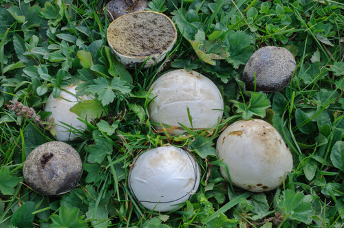 Dusty Puffball