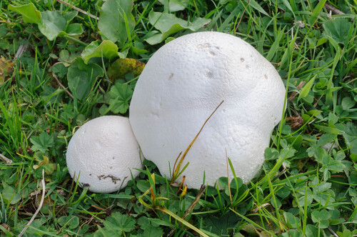 giant puffball