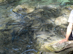 Neolissochilus stracheyi