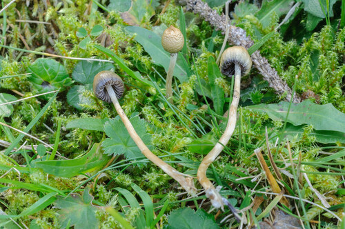 Liberty Cap