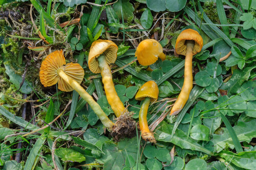 Parrot Mushroom