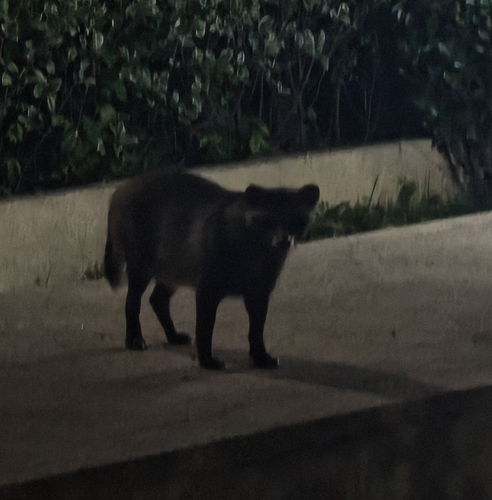Mainland Raccoon Dog