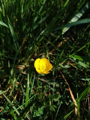 Ranunculus auricomus