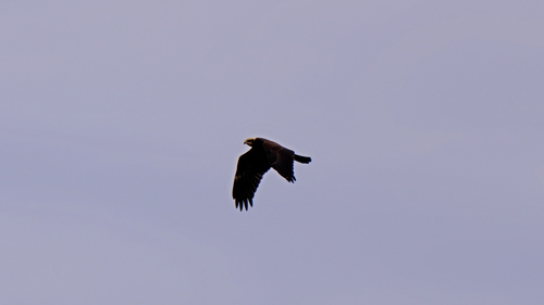 Western Marsh Harrier