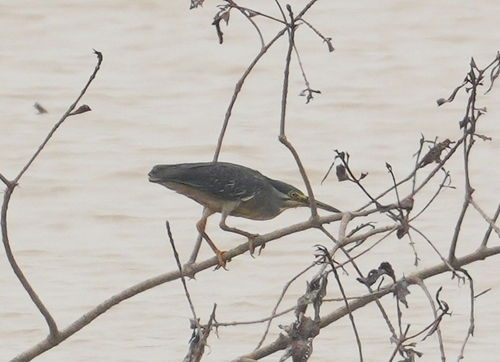 Little Heron