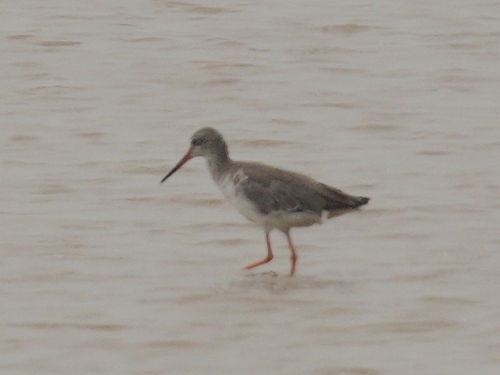 Common Redshank