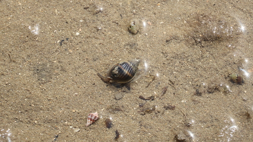 Nassarius pullus observed 2026-09-22