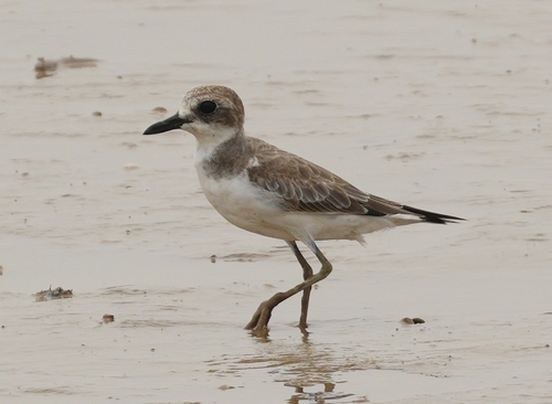 Greater Sand-Plover