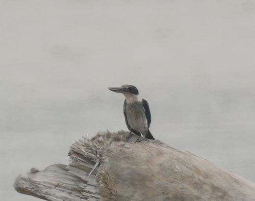 Collared Kingfisher