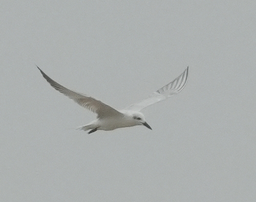 Gull-billed Tern