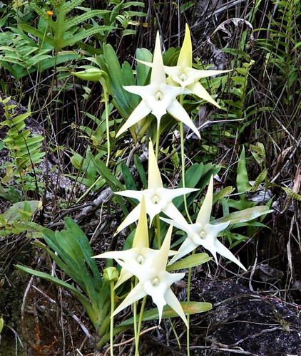 Darwin's orchid