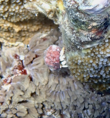 Calcinus minutus observed 2026-09-22
