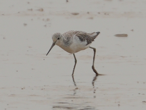 Common Greenshank
