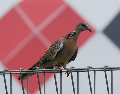 Spotted Dove