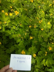 Chelidonium majus