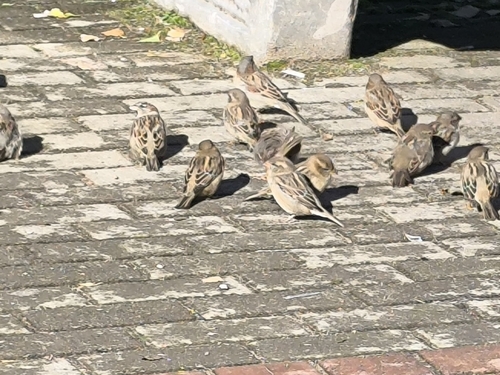 House Sparrow