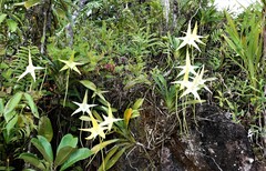 Angraecum sesquipedale