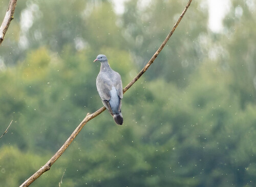 Common Wood-Pigeon