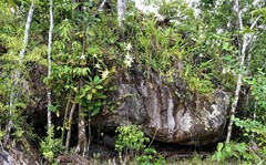 Angraecum sesquipedale