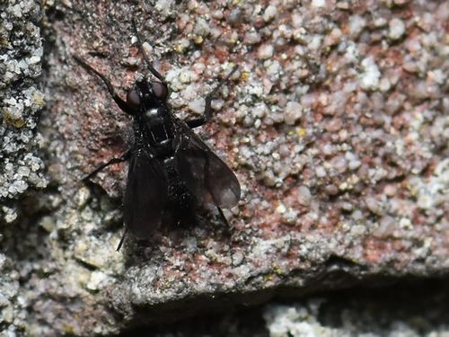 Smoky-winged Woodlouse Fly, Groesbeek, Nederland, photo 10 of 10