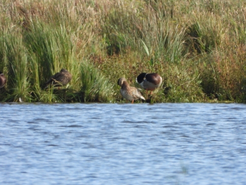 Mallard